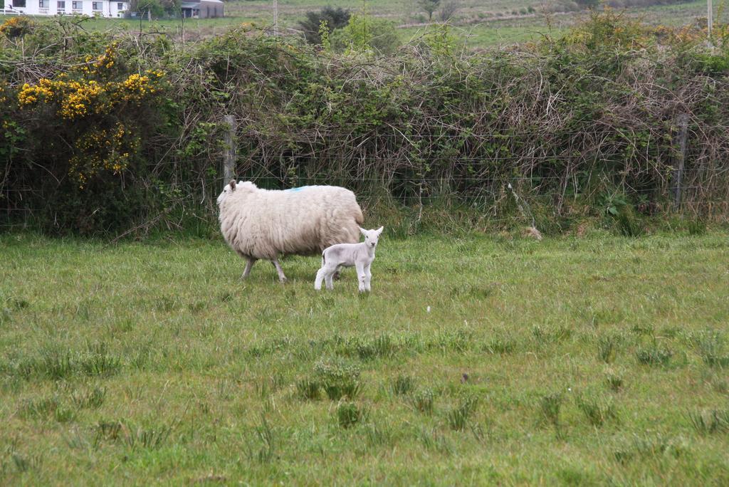 The Old School House B&B Ballinskelligs Bagian luar foto